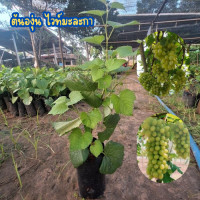 ราคา ต้นองุ่น สายพันธุ์ไวท์มะละกา White Malaka รากเดินแล้ว กำลังแตกยอด ให้ผลที่เป็นเปลือกเขียว มีเมล็ด ผลใหญ่ ยาว รสหวานมาก เป็นสายพันธุ์ที่นิยมปลูกกัน (22611366605)