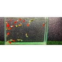 ราคา หางนกยูง 1คู่ผู้ เมีย ซานต้าครอสปลาหางนกยูงปลาหางนกยูง รวมสายพันธุ์ยอดนิยมบ่อบัว นกยูงทุกกล่อง (22172044616)