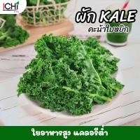 ราคา ผักเคลใบหยิก คะน้าใบหยิก กากใยสูง (22404695307)