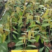 ราคา ต้นทุเรียนมูซังคิงเสียบยอด ความสูง 60 80 ซม (22522460846)