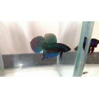 ราคา แนะนำปลากัดหางใบโพธิ์ ปลากัดมหาชัย ตัวผู้1 ตัว สีเขียว เกรดสวย (21971399304)