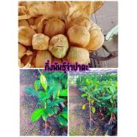 ราคา กิ่งพันธุ์ขนุนจำปาดะ กิ่งขนุน ต้นสวย พร้อมลงปลูก กิ่งทาบ ขนาดต้นจัดส่ง65 75ซม (13419327706)