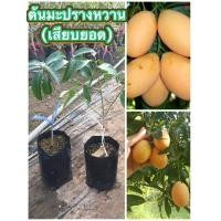 ราคา ต้นมะปรางหวาน เสียบยอด ขนาด 40 50 cm ต้นมะปรางหวานพันธุ์ทองใหญ่ ผลใหญ่ รสชาติหวาน หอม ไม่เปรี้ยว ต้นแข็งแรงพร้อมปลูกจ้า (16291467702)
