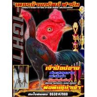 ราคา ไข่ไก่ชน ชุดพิเศษฮอกอาย เสือดำ ป วุฒิ เป็นพม่าขยับดีด หน้าง่อน แทงลึกราคาฟองละ120บาท พิเศษซื้อ3ฟองแถมอีก1ฟอง ซื้อ5แถมอีก2 (17349655263)