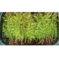 ราคา ต้นสะเดามัน 1 ต้น ราคา 120 บาท (19276002041)