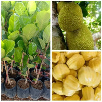 ราคา ขนุนทองมาเลย์ (20727584746)