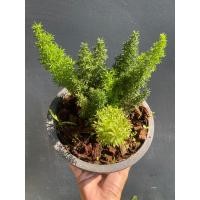 ราคา ต้นปริกหางกระรอก กระถาง 6 8 11 12 นิ้ว (22505514370)