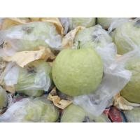 ราคา สดจากไร่ ฝรั่งกิมจู ฝรั่งแป้นสีทอง ฝรั่งสดใหม่ ราคาส่ง ราคาถูกที่สุด (21366259678)