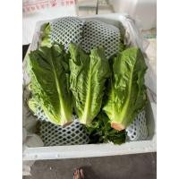 ราคา พร้อมส่ง ผักสลัดคอสสด ผักกาดคอส (22154133532)