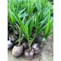 ราคา ต้นมะพร้าวน้ำหอม ต้นเตี้ย ขนาด50 60ซม (16009073742)