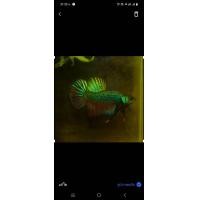 ราคา ปลากัดอีสานแฝงหม้อ25 สายกัดจากร้าน ส ปลากัดฟร์ามสงขลา (21972660862)