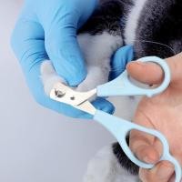 ราคา กรรไกรตัดเล็บสุนัข cat กรรไกรตัดเล็บสุนัข สัตว์เลี้ยงขนาดเล็ก กรรไกรตัดเล็บ หมา หมา กรรไกรตัดเล็บแมว pet nail สัตว์เลี้ยง (10512424419)