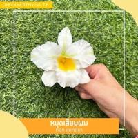 ราคา หมุดเสียบผม ดอกแคทลียา สายตาทุกคู่จงมองมา ใส่แล้วเป็นสาวงามที่สุด (21904245334)