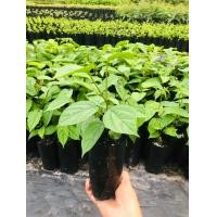 ราคา เพกา หรือลิ้นฟ้า ชุด 10 ถุง (21531067523)