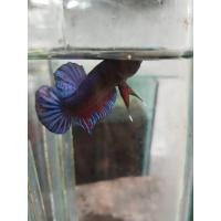 ราคา ปลากัดหม้อสายกัดหม้อ100 สายกัดสงขลา ส ปลากัดฟร์าม (22430514488)