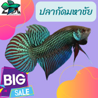 ราคา ปรับปรุงใหม่ สายกัดเก่งที่สุด สายกัด ภาคอีสาน ปลากัดเก่ง สีเขียว แบบมหาชัย อีสาน เลือกได้ (21425670046)