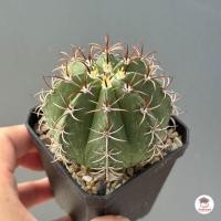 ราคา เมโลแคระ Melocactus Matanzanus แคคตัส กระบองเพชร cactus succulent (22518425019)