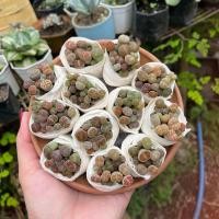 ราคา ไลทอปมิกซ์ Lithops ไลทอป ไลทอปยกพอต ไลทอปพอตจิ๋ว ไม้อวบน้ำ ราคาถูก แคคตัส กระบองเพชร (22210671966)