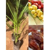 ราคา ต้นอินทผาลัมพันธุ์บาฮี Bahee ได้รับความนิยมมากเพราะให้ผลผลิตดกสามารถกินผลสดได้ ขนาดต้น40 70ซม ต้นพร้อมปลูก ปลูกง่าย ชอบแดด (22223507729)