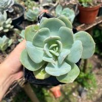 ราคา กุหลาบหิน ไม้อวบน้ำ 1ต้น ตัดสด ไม่มีราก succulents ต้นไม้ แคคตัส ไลทอป ไม้อวบน้ำ ราคาส่ง (22513270538)