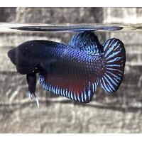 ราคา ปลากัดเก่งแปดริ้ว vipสวนหมาก29 สายกัดเดิมพัน (21760731106)