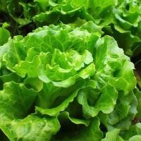 ราคา ปลูกง่าย Lettuce Seed เมล็ดพันธุ์ ผักกาดหอม สีเขียว เมล็ดพันธุ์ ผักสลัด หัวใหญ่ กรอบมาก หวาน Hydroponics Lettuce Vegetable Seeds เมล็ดพันธุ์แท้ OP เมล็ดพันธุ์ผัก ผักสวนครัว ผักออร์แกนิก พันธุ์ผัก เมล็