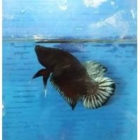 ราคา ปลากัดเก่ง บ่อดินแปดริ้ว (21638184868)