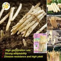 ราคา เมล็ดหน่อไม้ฝรั่ง หน่อไม้ฝรั่งม่วง หน่อไม้ฝรั่งขาว Sweet Asparagus Seeds for Planting Bonsai Vegetable Plant Seeds Asparagus Vegetables Seeds for Gardening เมล็ดพันธุ์ หน่อไม้ฝรั่ง เมรี่วอชิงตัน หน่อไ
