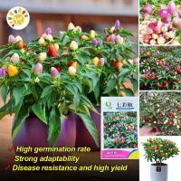 ราคา พริกสีรุ้ง เมล็ดพันธุ์พริก7สี เมล็ดพริกสีรุ้ง High Yield Rainbow Chili Pepper Seeds for Planting Ornamental Hot Pepper Seeds Bonsai Vegetable Seeds พริกประดับเจ็ดสี ผักออร์แกนิก เมล็ดพันธุ์ผัก เมล็ดพั