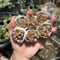 ราคา ไลทอป Lithops แบบกอ 10 13ต้น ขนาดทดลองเลี้ยง ไลทอปมิกซ์ ไลทอปยกพอต ไลทอปพอตจิ๋ว ไม้อวบน้ำ ราคาถูก (22480389711)