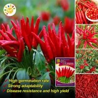 ราคา เมล็ดพันธุ์ พริกจินดาแดง High Yield Super Spicy Red Hot Chili Seeds Hot Pepper Seeds for Planting Bonsai Vegetable Seeds Red Pepper Plants พริก เมล็ดพันธุ์ เมล็ดพันธุ์ พริกชี้ฟ้า พันธุ์ผัก เมล็ดผัก 30