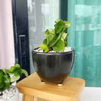 ราคา ต้นโฮย่าไส้หมู หรือ ต้นเกลียวเงิน เกลียวทอง พร้อมกระถางเซรามิก ไม้ฟอกอากาศ (20829225452)