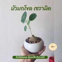 ราคา บัวบกโขด พร้อมกระถางเซรามิค บัวบกโขด ต้นบัวบกโขด บัวโขด บัวบกป่า 99 บาท (17303119308)