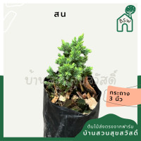ราคา สนจูนิเปอร์แคระ ถุงดำ (21616097220)