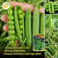 ราคา หวานกรอบ เมล็ดพันธุ์ ถั่วหวาน High Yield Sweet Pea Seeds for Planting Vegetables Seeds Vegetable Plant เมล็ดพันธุ์ ถั่วลันเตาหวาน เมล็ดพันธุ์ผัก เมล็ดถั่วลันเตาหวาน เมล็ดพันธุ์ เมล็ดถั่วลันเตา พันธุ์ผ