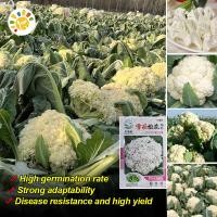 ราคา เมล็ดพันธุ์ กะหล่ำดอก สโนว์บอล Snowball Self Blanching Cauliflower Seed ของแท้ 100 เมล็ดพันธุ์ กะหล่ำดอก ประมาณ Cauliflower Seeds Organic Vegetable Seeds for Planting เมล็ดกะหล่ำดอก เมล็ดพันธุ์ผัก ผัก