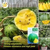 ราคา เมล็ดพันธุ์แตงโม เมล็ดแตงโม เนื้อสีเหลือง หวานสุดๆ Yellow Watermelon Seeds Fruit Seeds for Planting เมล็ดพันธุ์ผลไม้ เมล็ดพันธุ์ OP F1 แท้ ผลไม้อินทรีย์ ต้นไม้ผลกินได้ ต้นไม้กินผล เมล็ดผลไม้ พันธุ์ไม้