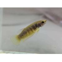 ราคา ปลากัดป่าภาคใต้ พัฒนา ตัวเมีย พร้อมผสมพันธุ์ 1ตัว สุ่มวงแดงวงเหลือง (22345668925)