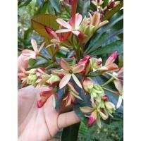 ราคา ต้นตีนเป็ดแดง เป็นไม้ทรงพุ่ม เป็นไม้ประดับ สีใบดูโดดเด่น ให้ร่มเงา ต้นตีนเป็ดแดง ยอดอ่อนจะเป็นสีม่วงแดง ดอกจะออกเป็นช่อ ดอกจะหอมอ่อนๆ ปลูกได้ทุกที่ ทนแล้ว ทนฝน ชอบแสงแดดทั้งวัน ต้นแข็งแรง (15622412389