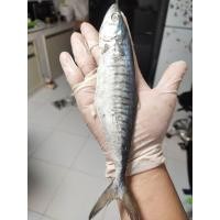 ราคา ปลาอินทรีย์เค็มหอม ระนอง ยก1ตัว ราคา29บาท ซื้อ5แถม1ตัว ซื้อ10ตัว แถม3ตัว ราคาถูกมาก หอมอร่อยเค็มน้อย (22444281489)