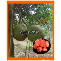 ราคา ต้นขนุนแดงสุริยา กิ่งทาบ สูง60 70ซม ต้นพร้อมลงปลูก (1762872636)