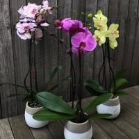 ราคา 30 เมล็ดพันธุ์ เมล็ดดอกกล้วยไม้ ฟาแลนนอปซิส Phalaenopsis Orchids Orchid flower seeds อัตราการงอก 80 85 (11650156521)