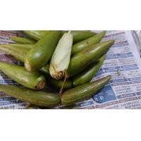 ราคา มะเขาวัวมะเขาควาย ขนาด500กรัม ราชาติเปรี้ยวกรอบ (22607502874)