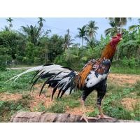 ราคา ไข่เชื้อไก่เหลืองหางขาว (12584853467)