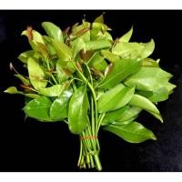 ราคา สดจากไร่ ใบชะมวง สด สะอาด รับประกันคุณภาพ ราคาถูก ที่สุด ราคาส่ง (21383801129)