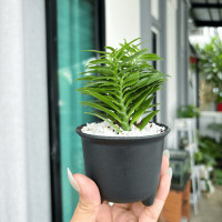 ราคา บันไดเศรษฐี พร้อมกระถาง 3 ขา ไม้มงคล บันไดเงินบันไดทอง ว่านตีนตะขาบ (17124751192)