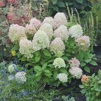 ราคา 20 เมล็ด เมล็ดไฮเดรนเยีย Hydrangea Seeds ดอกไม้ที่สื่อถึงความเข้าใจ ความซื่อสัตย์ สายพันธุ์ Fire Light Tidbit (21086950030)