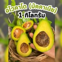 ราคา BB ขายดี อโวคาโด พร้อมส่ง 1KG อโวคาโด้ avocado Avocado อโวคาโด พันธุ์บัคคาเนีย อโวคาโด้ อโวคาโด อะโวคาโดสด อโวคาโดสดจากสวนบนดอย เก็บจากสวนทุกวันเน่าเสียรับเคลม อโวคาโด้ อโวคาโด้ อโวคาโด้ อโวคาโด อะโวค