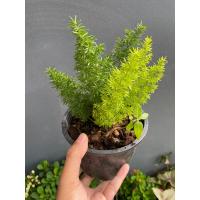 ราคา ต้นปริกหางกระรอก กระถาง 6 8 11 12 นิ้ว (22505514369)