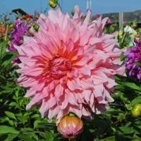 ราคา 30 เมล็ด ดอกไม้ ดอกรักเร่ ดาห์เลีย Dahlia Seeds สายพันธุ์ Islander (21133304879)